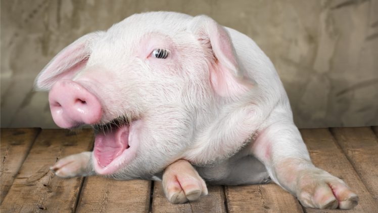 Should we Start a Pork Empire?